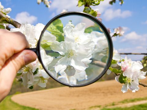 Mann_untersucht_Obstblüte_mit_Lupe